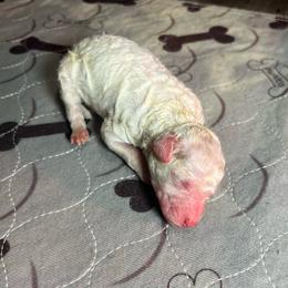 Boy 3 - White male Poodle puppy in Quitman, Mississippi from P&D Palace
