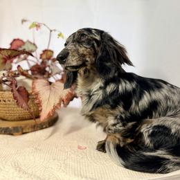 Bruno - Dachshund
