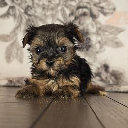 Teddy - Black and gold male Yorkshire Terrier puppy in Callahan, Florida from Nikki's Precious Yorkies