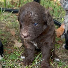 Adele - Brown and white female Aussiedoodle puppy in Kensington, Ohio from Hickory Hideaway Doodles