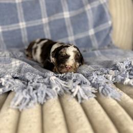 Jupiter - Brown merle male Aussiedoodle puppy in Sweetwater, Florida from Sandy Snout Doodles
