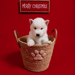 Nuka - White male Siberian Husky puppy in Miami, Florida from Blue Moon Huskies
