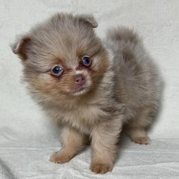 Lindt - Chocolate merle male Pomeranian puppy in Hughes Springs, Texas from Hughes Springs Tx Poms