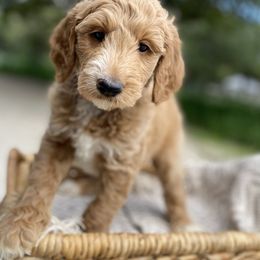 Goldendoodle Puppies from Totally Texas Doodles