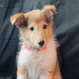 Collies from Lampost Kennels
