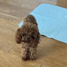 Maltese and Poodle All Grown Up from minipupps