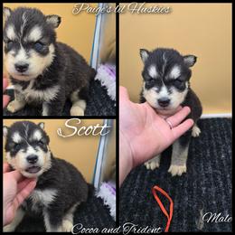 Scott - Black and white male Siberian Husky puppy in Bloomfield, Indiana from Paiges lil huskies