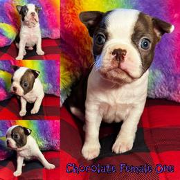 Boston Terrier Puppies from Heather's Boston Babies