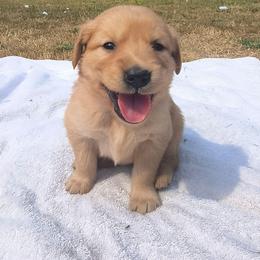 Peach- Light pink collar (3rd pick female) - Dark golden female Golden Retriever puppy in Tenino, Washington from Oak River Goldens'