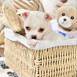 Emma - Gold and white female Chihuahua puppy in Oviedo, Florida from ROYALCHIHUAHUAPUPPY