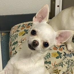 Maya - Chihuahua