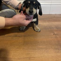 Norman Osborne - Black and tan male Dachshund puppy in Yuba City, California from The Navarro Furbabies