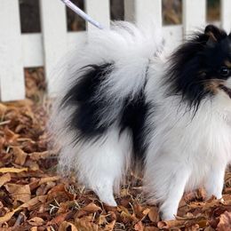Fiona - Pomeranian