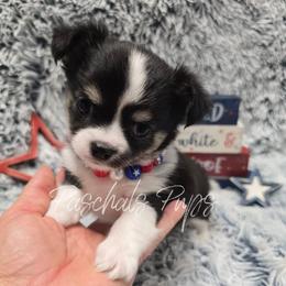 Blossom - Black and white female Chihuahua puppy in Bowdon, Georgia from Paschal's Pups