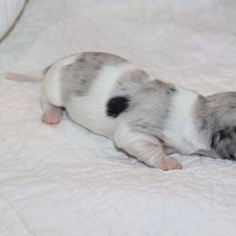 Black and Tan Dapple pie female 1 - Dapple female Dachshund puppy in Pontotoc, Mississippi from Doubletake Doodles & Dachshunds