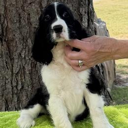 Neo - Black and white male English Springer Spaniel puppy in Connelly Springs, North Carolina from Ebenezer Valley ESS