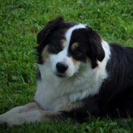 Kisses - Australian Shepherd
