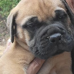 Boy 1 - Red male Bullmastiff puppy in Dothan, Alabama from HFA BULLMASTIFFS
