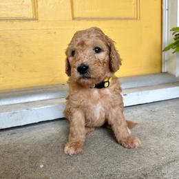 Lemonade - Apricot female Goldendoodle puppy in Montgomery, Texas from Dacus Doodles