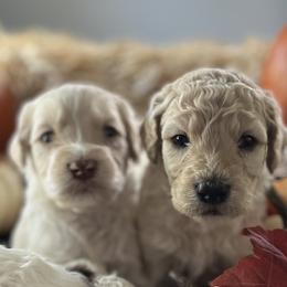 Goldendoodle Puppies from CruzNDoodles