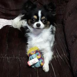 Chihuahua Puppies from B&D Chihuahuas