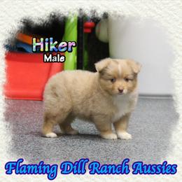Hiker - Red merle male Toy Australian Shepherd puppy in Forestburg, Texas from Flaming Dill Ranch Aussies