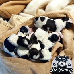 Miniature Schnauzer Puppies from LIZ FANCY SCHNAUZERS