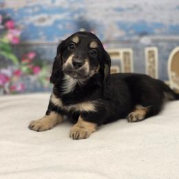 Ferrari - Black and cream male Dachshund puppy in Norwood, Missouri from Madra's Dashing Doxies