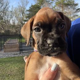 Boxer Puppies from Reynolds Homestead Boxers