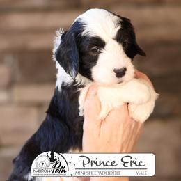 Prince Eric - Black and white male Sheepadoodle puppy in Cleveland, Tennessee from Narrow Path Old English & Sheepadoodles