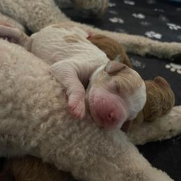 Tommy - Parti male Goldendoodle puppy in Rocky Point, North Carolina from CelticDoods