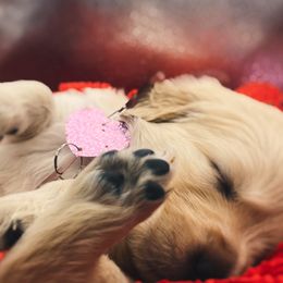 Golden Retriever Puppies from Great Lakes Golden Retreivers