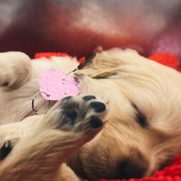Golden Retriever Puppies from Great Lakes Golden Retreivers