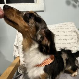 Arlo - Dachshund