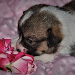 Pembroke Welsh Corgi Puppies from Larrchelle's Corgi's