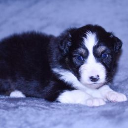 Cali - Black tri-color female Australian Shepherd puppy in Easton, Missouri from MMA Kennel