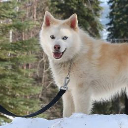 Pomskies and Shiba Inu from Arctic Kennels (Pomskies, Akitas & Shibas)