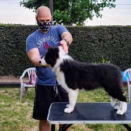 Border Collie Puppies from Overdrive Border Collies