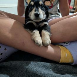 R2D2 - Black and cream male Dachshund puppy in Spring Hope, North Carolina from Hogan’s Lowrider Hounds