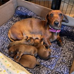 Lucy - Dachshund
