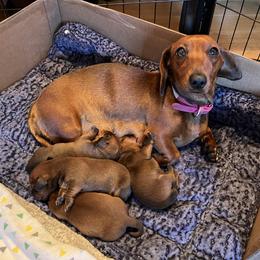 Lucy - Dachshund