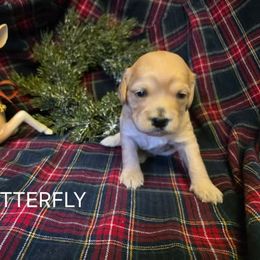 Butterfly - Cream female Cavapoo puppy in Lewisburg, Pennsylvania from Jessie's Puppies