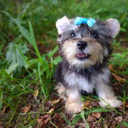 Companion Cross, Havanese, Mal-Shi, Maltese, Maltipoo, Morkie, and Shih Tzu Puppies from Seeking Shalom Acres Maltese, Maltipoos & Havamalts
