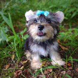 Companion Cross, Havanese, Mal-Shi, Maltese, Maltipoo, Morkie, and Shih Tzu Puppies from Seeking Shalom Acres Maltese, Maltipoos & Havamalts