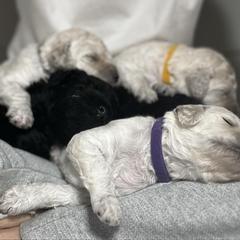 Poodle Puppies from Singita Standard Poodles
