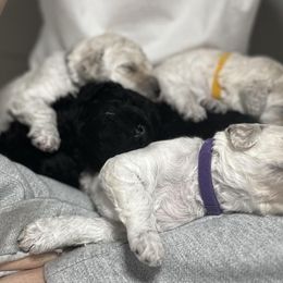 Poodle Puppies from Singita Standard Poodles
