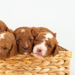 Bernedoodle, Cavapoo, Goldendoodle, and Poodle Puppies from Wasatch Pup