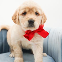 Cinnamon - Light golden female Golden Retriever puppy in Elmwood Park, Illinois from HuskiesAndGoldensWithFinesse