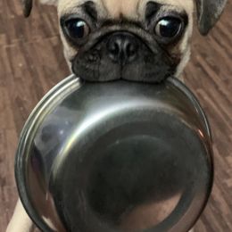 Pugs from GIGI's PUGS
