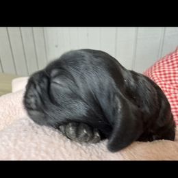 Boy 1 - Black and white male Cocker Spaniel puppy in Phil Campbell, Alabama from Sandra Clark's Cocker Spaniels